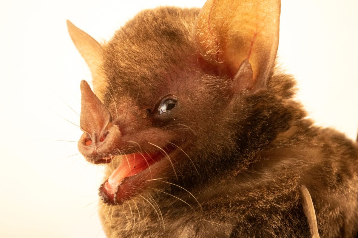 This Pallas’s long-tongued bat is gracing your feed with his best smile on #BatAppreciationDay. This small but mighty species is an important pollinator and seed disperser throughout its homerange, known to consume parts of at least 34 different species of plants.