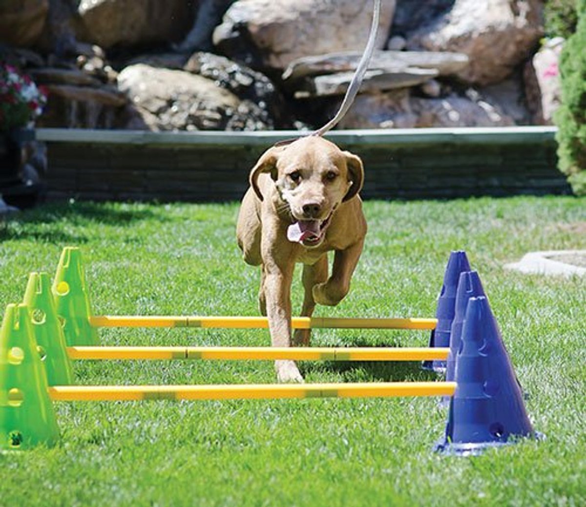 A dog agility kit helps develop a stronger bond, better comm skills, increased confidence &amp; self-awareness.Ideal 4 physical &amp; mental fitness, the Agility Kit can create new challenges, strengthening limbs &amp; core muscles. Use 4 fun &amp; exciting cardio workouts!