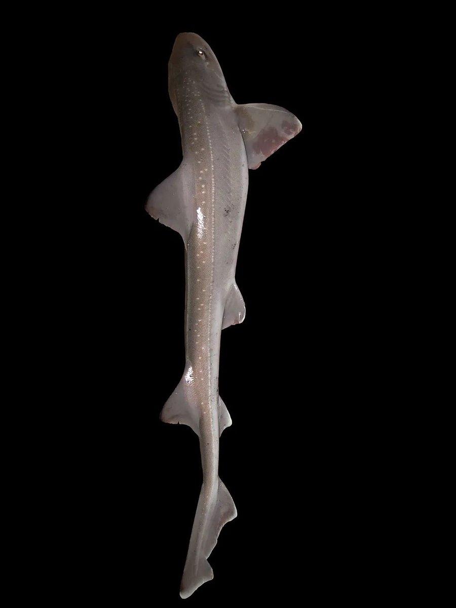 InformaCosmos's tweet photo. El primer nacimiento virginal.

A finales del 2021 nació un tiburón Mustelus mustelus en un acuario de Cerdeña (Italia), donde solo había dos hembras desde hace 10 años.

Según el personal científico del Acuario Cala Gonone, este podría ser un evento único en el mundo para esta especie.

El pequeño escualo, ha sido bautizado con el nombre de Ispera (Esperanza) y se encuentra en perfecto estado, pese a las circunstancias de su nacimiento.

Este fenómeno se llama partenogénesis, y ocurre cuando un óvulo se desarrolla hasta convertirse en embrión sin haber sido fertilizado por ningún espermatozoide.

La partenogénesis, es un mecanismo de reproducción clonal a través del cual las hembras producen descendientes genéticamente idénticos a ellas. 

La partenogénesis se ha observado en más de 80 especies de vertebrados, incluidos tiburones, peces y reptiles, pero esta puede ser la primera aparición documentada en un tiburón Mustelus.

📸: Hans Hillewaert.