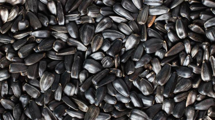 Agriculture Bio : dérogation temporaire sur l’utilisation de semences conventionnelles non traitées pour le @tournesol oléique
terresinovia.fr/-/agriculture-…