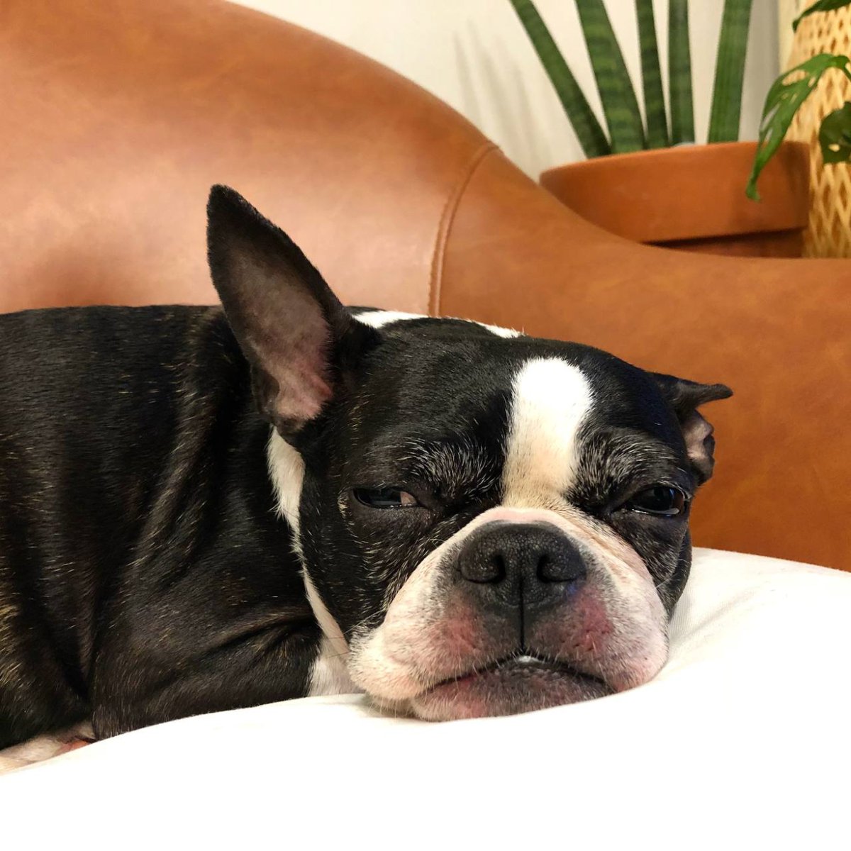 BBRC Official tweet media