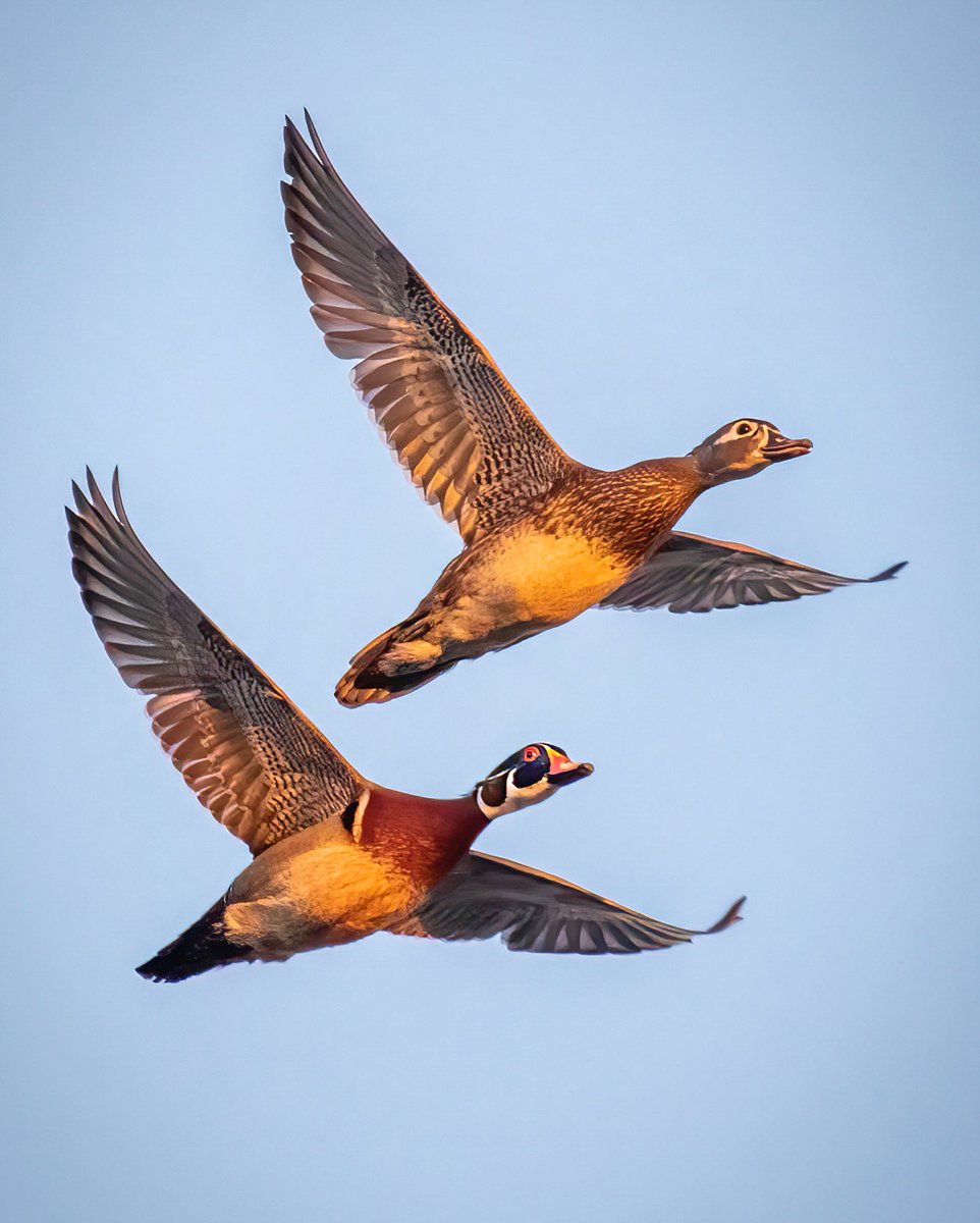 Joe Bojc tweet media