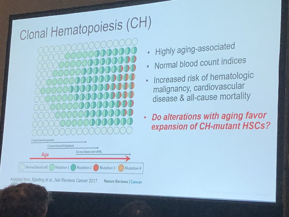 markgenome's tweet photo. Getting older, so I likely have clonal hematopoiesis (CH) in my blood stem cells. @TrowbridgeLab investigates how CH can, somewhat rarely, progress to leukemia and the roles of the aging bone marrow. The latest at #AACR23 @jacksonlab @JAXcancercenter https://t.co/OjpyI67ob2