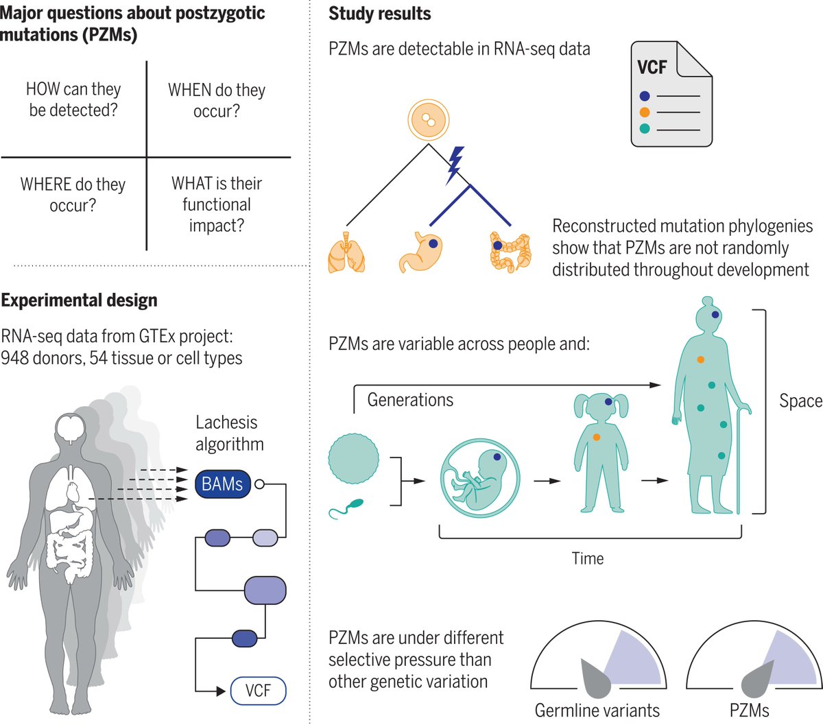 Phenomics_J's tweet photo. The #evolution of postzygotic mutations was reconstructed in different organs over the course of a #lifespan and the mutations with particularly deleterious impacts on #human #health were identified.

#Science #Biology @ScienceMagazine https://t.co/VgBfZFFe7e https://t.co/yV3FhQSSl3