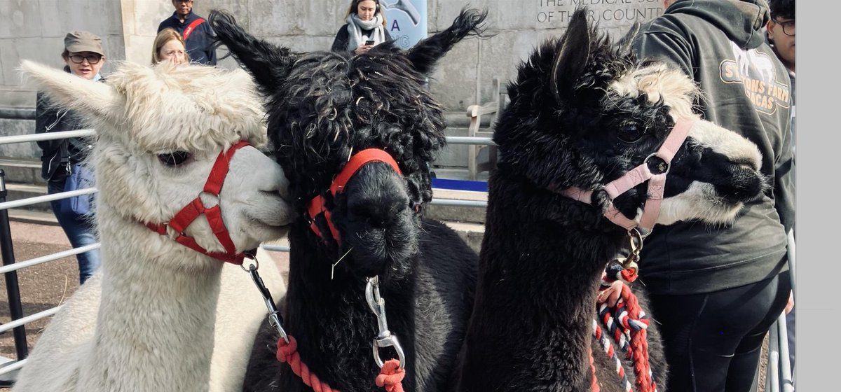 ucl's tweet image. If you missed the Alpacas on campus today, don’t miss out on the return of the Therapy Dogs tomorrow! 🐶

⏰ Time: 12:00-14:00
📍 Location: Japanese Garden

Explore similar events: ucl.ac.uk/students/news/…

@uclcares