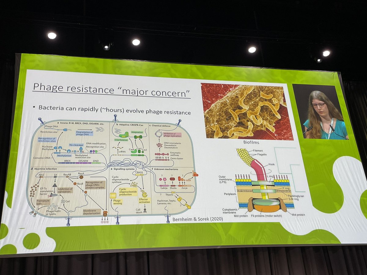 evryonis's tweet image. bacteria - phage dynamics 
#ECCMID2023