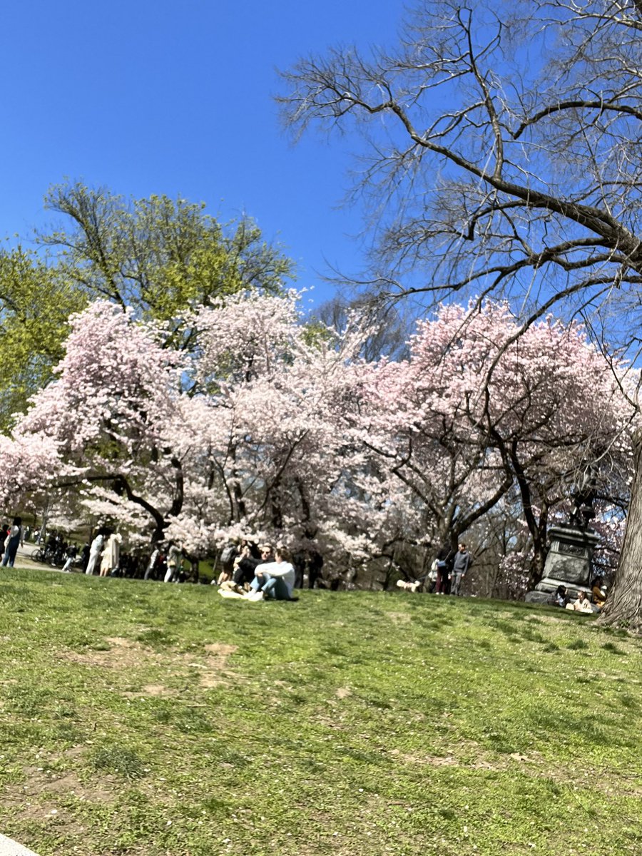 Sakura from New York

#NewYork #CentralParkBloomWatch #sakura