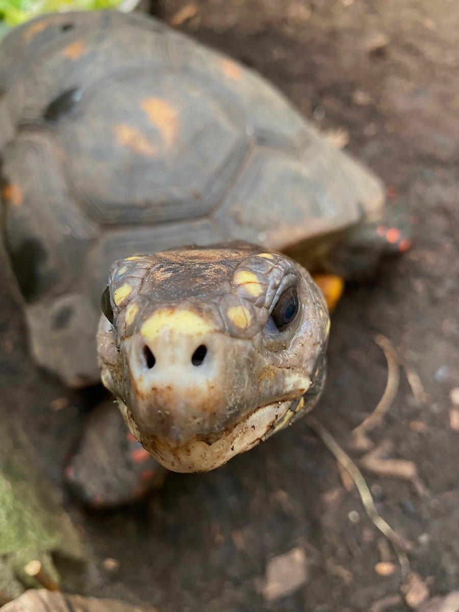 WelshMountainZo's tweet photo. ๐ Our Red-Footed tortoises just wanted to ask if you stopped by our Reptile House here at the Wesh Mountain Zoo? ๐ข
Let them know by commenting below ๐
#RedFootedTortoises #OurReptileHouse #SupportingConservation #WelshMountainZoo #NationalZooOfWales #Snowdonia360 #TenTop https://t.co/lNRDFEheFn