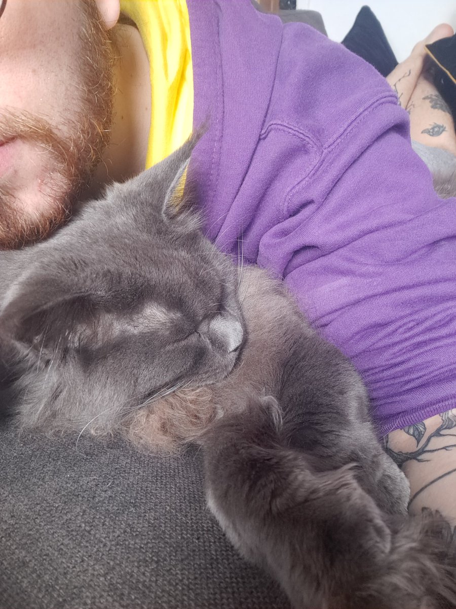 Charlie_staffs's tweet photo. Archer's decided its time for me to take a short break from #thesis write up &amp; give him some attention instead #catlife https://t.co/67BDO4HrIm
