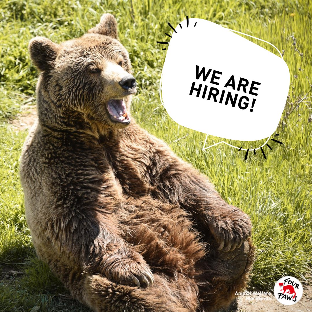 Animal lovers, we have some exciting news 👀
We're looking for two people to join our FOUR PAWS UK team!

👉 Have experience delivering global campaigns? four-paws.org/about-us/jobs/…

👉 Have experience in direct marketing? four-paws.org/about-us/jobs/…

Can't wait to hear from you!