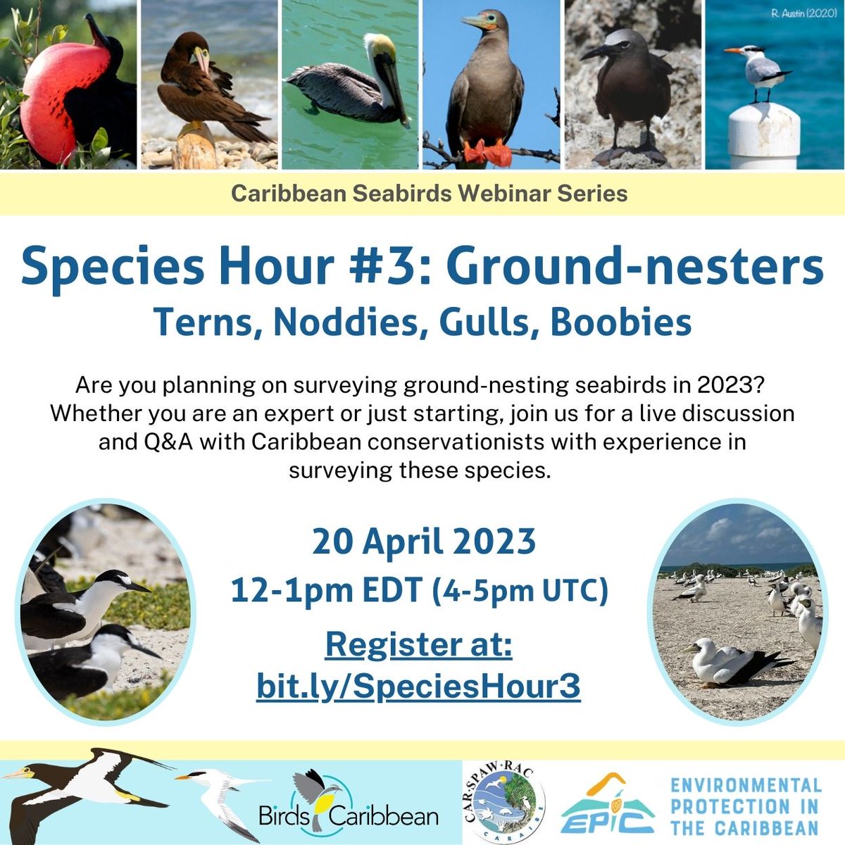 Luis_Ramos126's tweet photo. I will be participating on the next Species Hour.
This webinar will be focus on ground-nesting #seabirds such as #terns, #noddies, #gulls, and #boobies.
Please mark your calendars and register at https://t.co/ioZX7DTIOz
#caribseabirds #ornithology #breedingbiology
#avesmarinas https://t.co/StrjmSGlU4