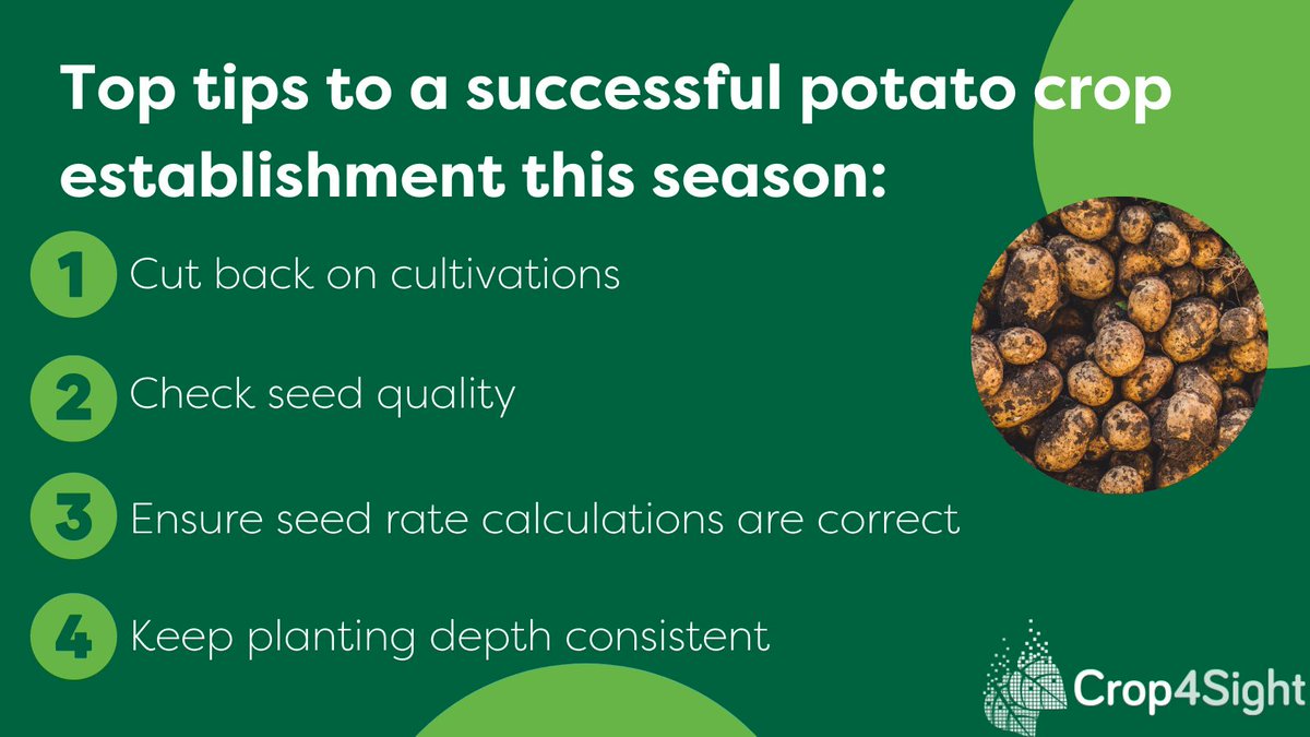 crop4sight's tweet photo. #Seedquality has a big impact on the end quality of potato crops. It's recommended you check the seed when it arrives on-farm and look carefully for signs of disease. Read our blog all about ensuring good crop establishment: https://t.co/VmEEZ7C41s
#Potatoes #Agronomy #Crop4Sight https://t.co/rNZ99xOddm