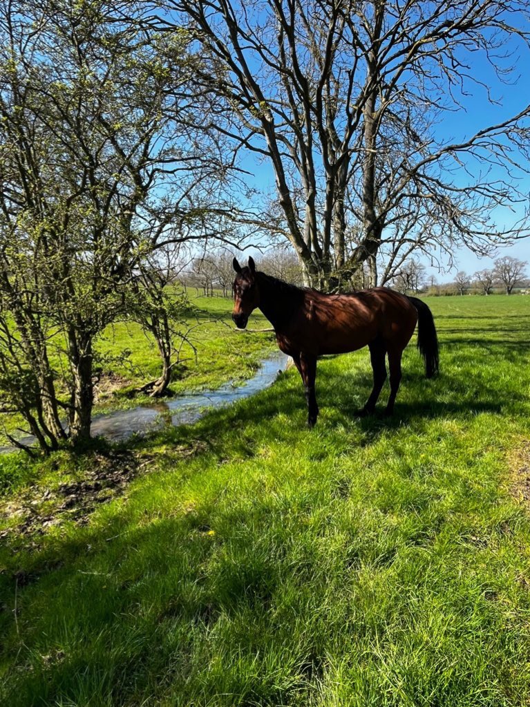 alicethurtle's tweet image. Edwardstone back at Edwardstone for a very well deserved summer holiday 💙 #TingleCreekWinner #Homebred