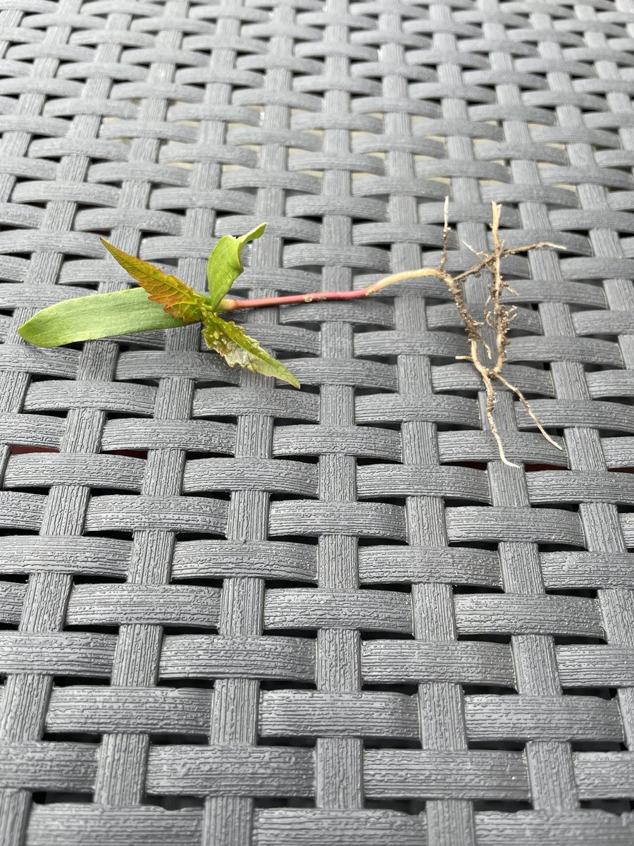 chocolatepod5's tweet photo. Hello #GardeningTwitter any idea what this is ? I’ve pulled about 20 out of my gravel just now. I live in Scotland 🏴󠁧󠁢󠁳󠁣󠁴󠁿 https://t.co/QOwB7y3kqL