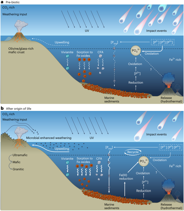 Review: Phosphorus availability on the early Earth and the impacts of life

nature.com/articles/s4156…