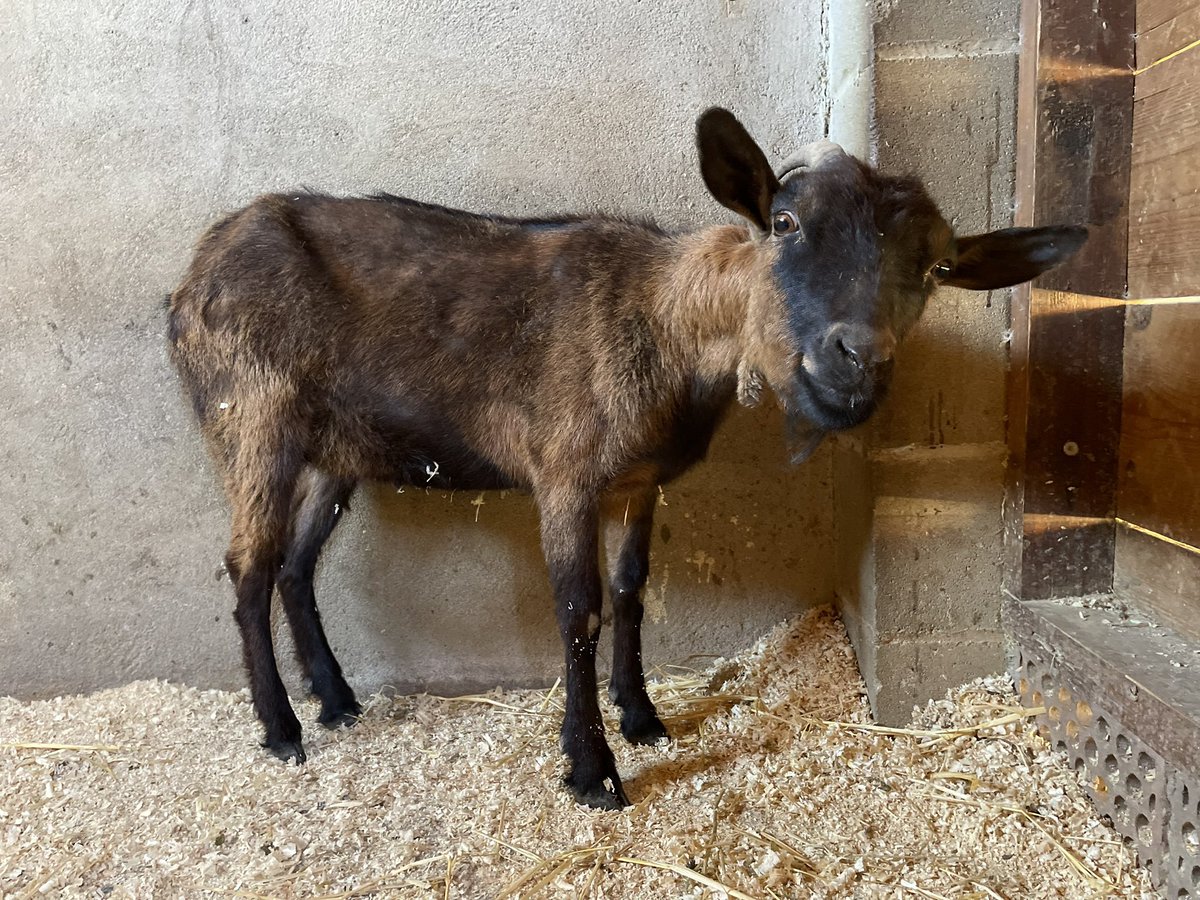 Os presentamos a Augusta
Ayer nos llamaba la policía local de Maçanet de la Selva porque habían encontrado abandonada a esta preciosidad😍
Bienvenida a tu nuevo hogar Augusta❤️

fundacionsantuariogaia.org/os-presentamos…