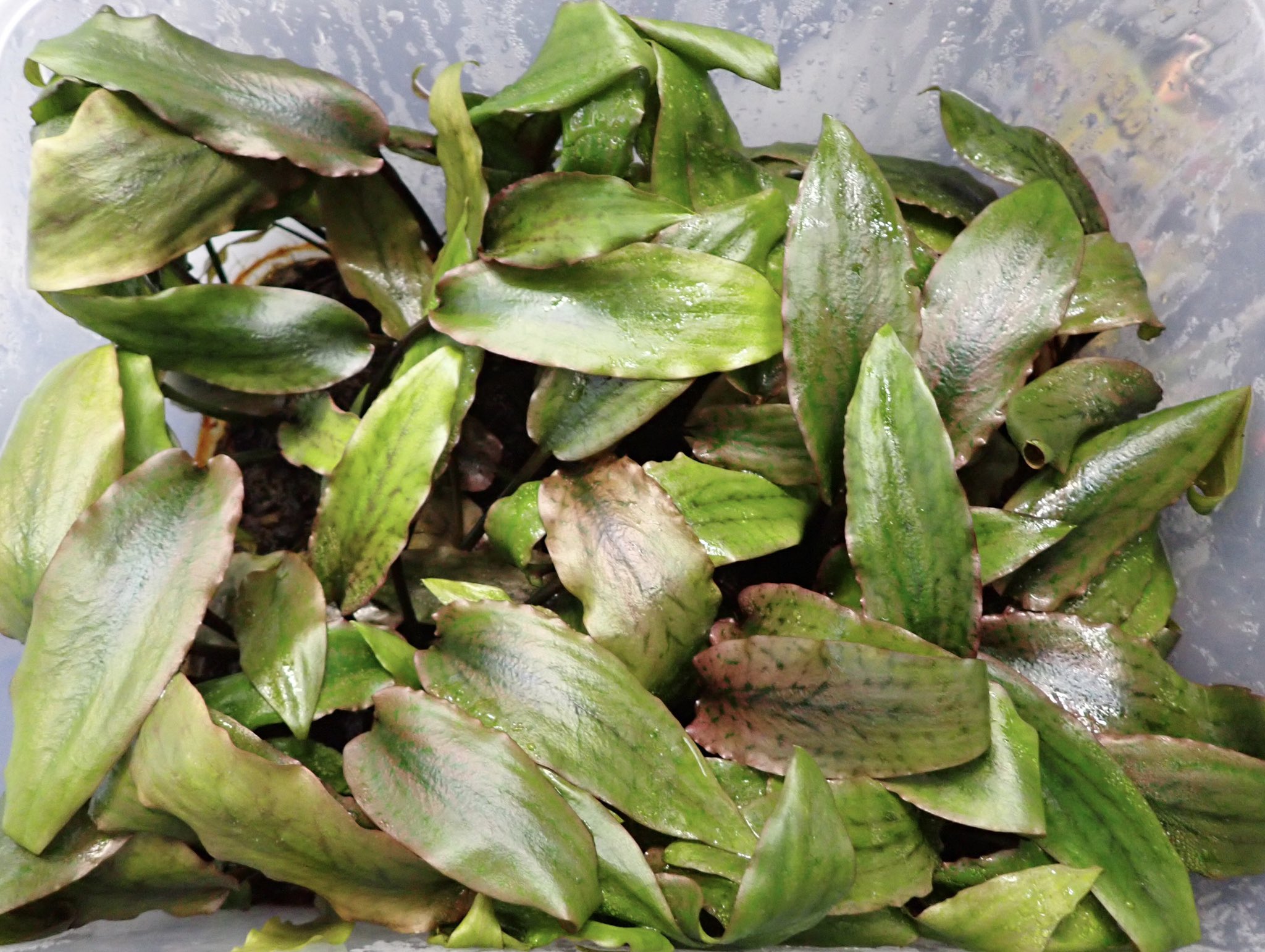 TB便‼️クリプトコリネ  Cryptocoryne TB便‼️クリプトコリネ Cryptocoryne 魚用品・水草