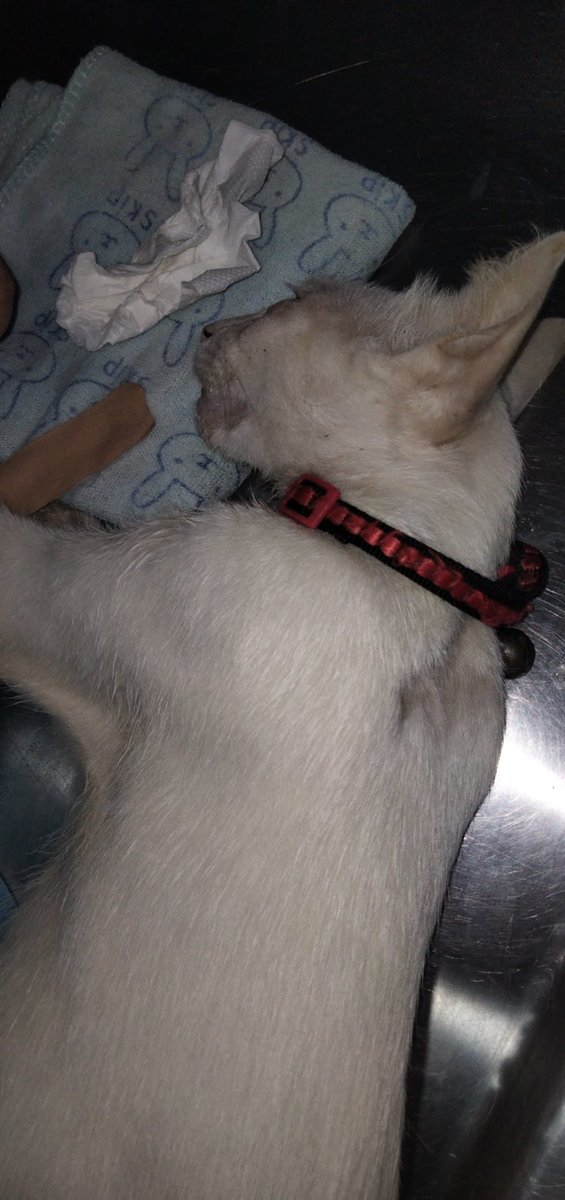 SubmitaBrew's tweet photo. Till next time, Don. Happy 2nd Birthday. Fly high. https://t.co/epJZEHx32u