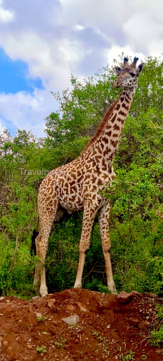 TravelBayHQ's tweet photo. Seeing these majestic animals up close is a wonder😍❤️

📸 Client’s Cam

📍Location: Giraffe Centre Nairobi Kenya 🇰🇪 https://t.co/QudrXFDBJU