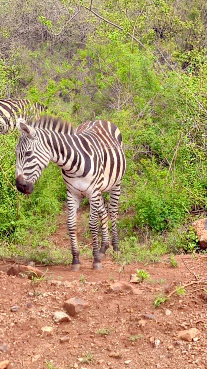 TravelBayHQ's tweet photo. Seeing these majestic animals up close is a wonder😍❤️

📸 Client’s Cam

📍Location: Giraffe Centre Nairobi Kenya 🇰🇪 https://t.co/QudrXFDBJU