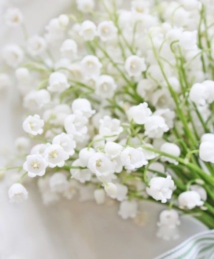 itmydefinition's tweet image. พฤษภาคมคือลิลลี่แห่งหุบเขา (น.)
กับความรัก เป็นคนให้คุณค่ากับความรักถึงเคยเจ็บมาก็เริ่มต้นใหม่ได้ แต่ไม่ลืม เกือบทุกคสพเริ่มจากการได้รู้จักกัน แล้วก็หวั่นไหวไปเอง แพ้คนใส่ใจ แต่บางทีไม่อยากให้เขาเป็นห่วงก็ไม่บอก นอยด์เองก็หายเองได้ แอบขี้อ้อน ‘อ้อนแค่กับเธอนั่นแหละ’