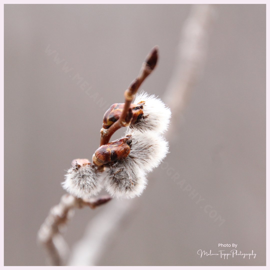 nature_buff's tweet photo. Another sign spring is near - the pussy willow - this little fuzzy thing!🫠

This photo is available as a print on my online shop! 👍 I think it would be a super cool piece of art on any wall!💯
https://t.co/x3V7ooTpjA 

#NatureWithMelanie #getoutside #explore #springtime https://t.co/iRslaXpiLe