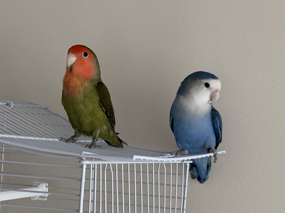 Perdidos 2 agapornis zona Os Mallos (Calle Vizcaya/ Calle Noya)… se llaman Toxo y Bluey

Si alguien los ve, se agradece info.

⁦<a href="/EloyTP/">Eloy TP</a>⁩ haz tu magia 🙏🏻 gracias