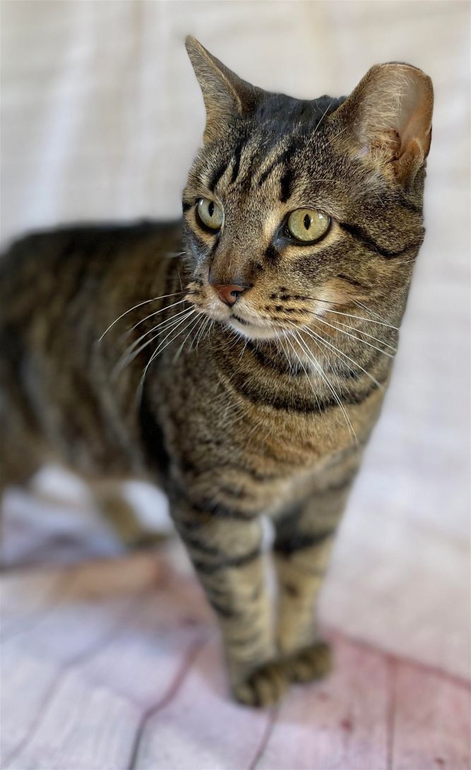 Meet Apollo!

He was found on the street and was being fed by a kind lady after his family threw him out. This boy is sweet, curious, and super-loving. He wants to be sure everyone is happy in his domain and will patrol to be sure all is well.

buff.ly/3SJoZXY