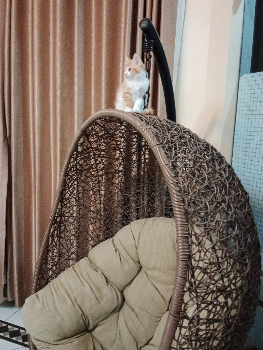 SatokoYogini's tweet photo. お気に入りの場所で瞑想していたら頭上に仔猫😂 無垢な好奇心が降りてきました。

今日はいくついいことありましたか? 数えながら、おやすみなさい😌💚 https://t.co/00UtMUC3a3