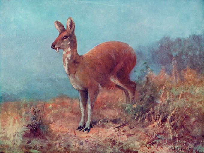 Lifemastery6's tweet photo. So enchanted by its own fragrance...

The fragrant musk deer roamed miles to discover the source of its own beauty.

Never did it find.

 But do you realize?! https://t.co/UHTsy1BJRA