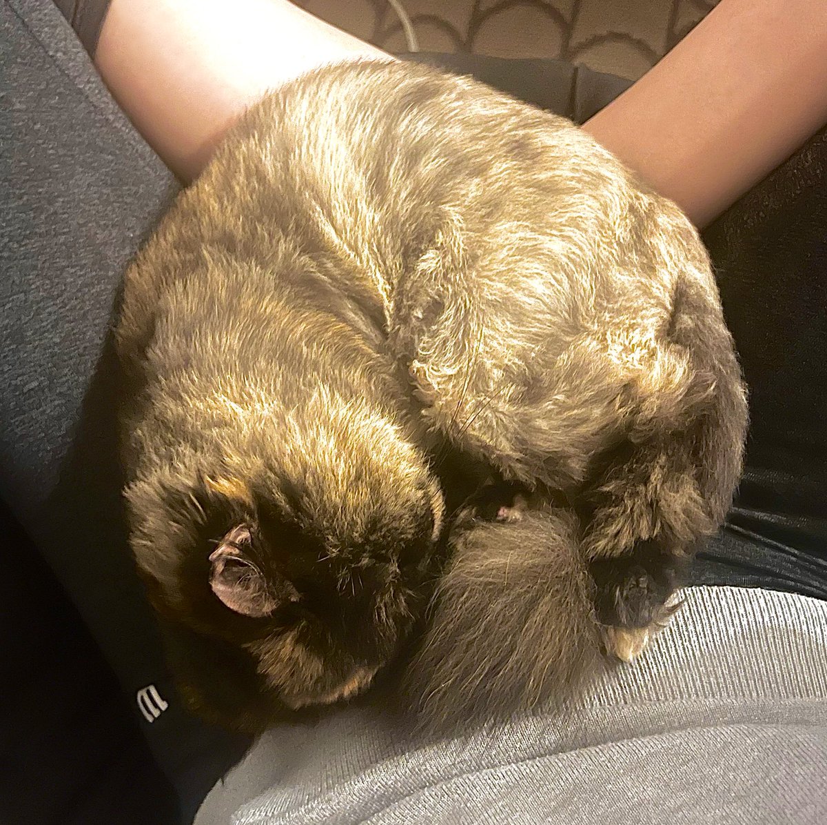 The3Fluffs's tweet photo. GOLDEN CROISSANT™️
Limited April edition
#kittyloafmonday https://t.co/8ZbBbUBslu