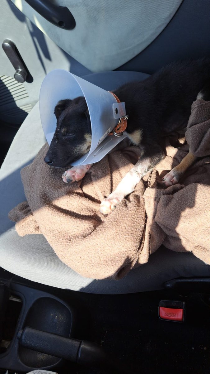 MalixYaah's tweet photo. El bebé Max, ya fue dado de alta! Esta comiendo y recuperándose poco a poco, ayúdanos a que encuentre una familia amorosa que sea responsable y lo incorpore a su familia 🥰 https://t.co/pkp71ID83k