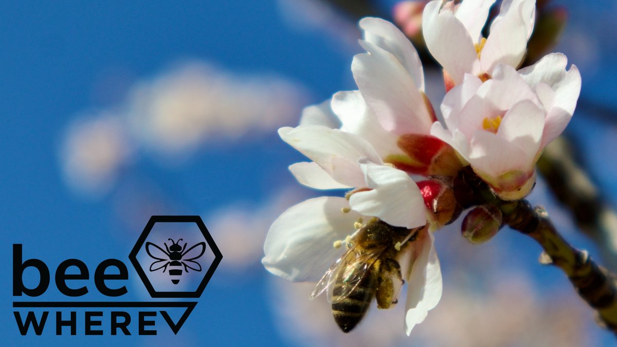 BeeWhere tweet media