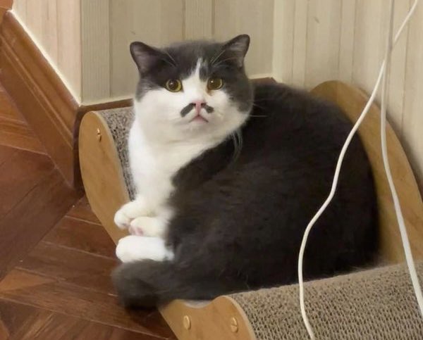 zenhamdu's tweet photo. Bonjourrrrrr! 🐾🌅🐈‍⬛
#CatsOfTwitter #CatsLover #uniqueCats 🤍🤭😘 https://t.co/BtgEzRnspl