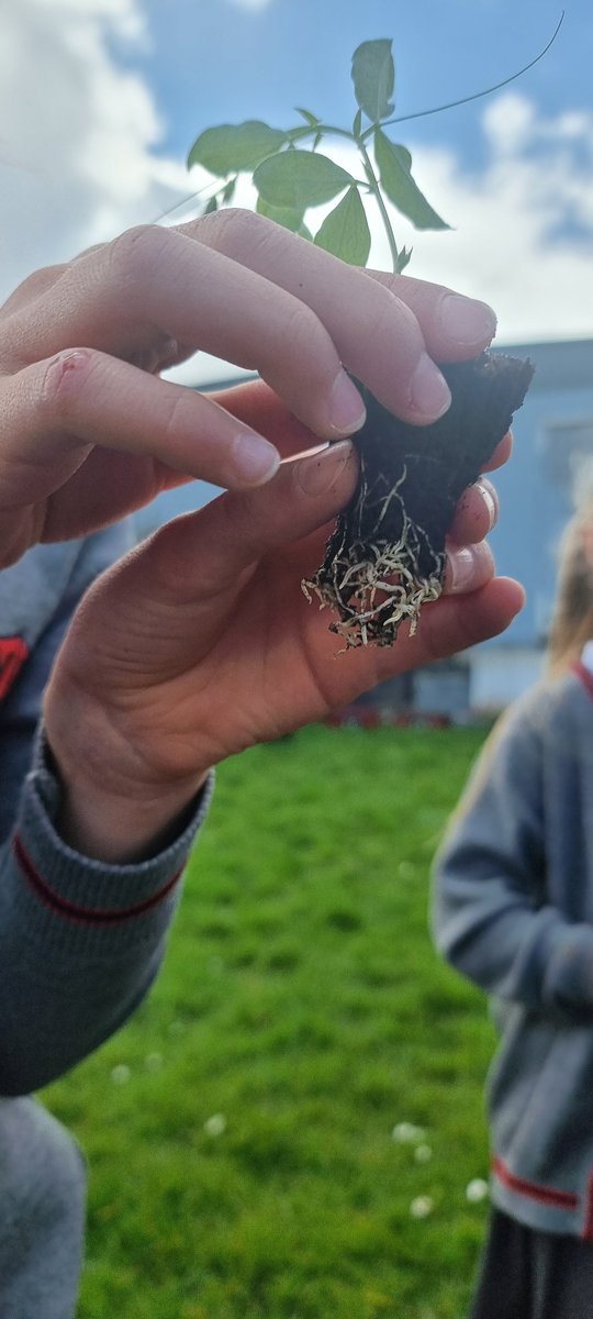 wooltonprimary's tweet image. 3DT planted their science plants in the allotment and measured how different conditions affect the growing of the plants #WPSScience 👍🌱