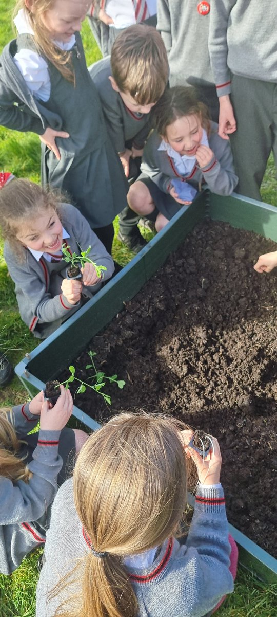 wooltonprimary's tweet image. 3DT planted their science plants in the allotment and measured how different conditions affect the growing of the plants #WPSScience 👍🌱