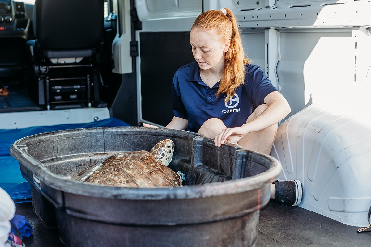 Clearwater Aquarium on Twitter "Happy VolunteerAppreciationWeek! Clearwater Marine Aquarium
