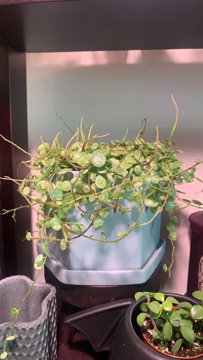 AshenFleur's tweet photo. My string of turtles looking good after 6 months 🪴 https://t.co/JD72AL246Q