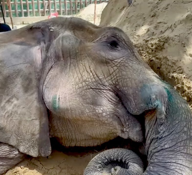 jfk-animal-rescue-and-shelter-on-twitter-please-allow-nj-to-meet