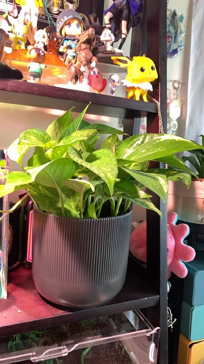 AshenFleur's tweet photo. Also Pothos update  as well, didn't realize she was getting so long https://t.co/53mjhI5z1P