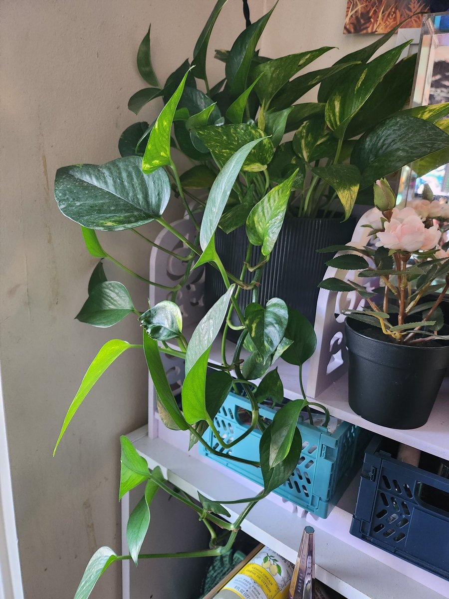 AshenFleur's tweet photo. Also Pothos update  as well, didn't realize she was getting so long https://t.co/53mjhI5z1P