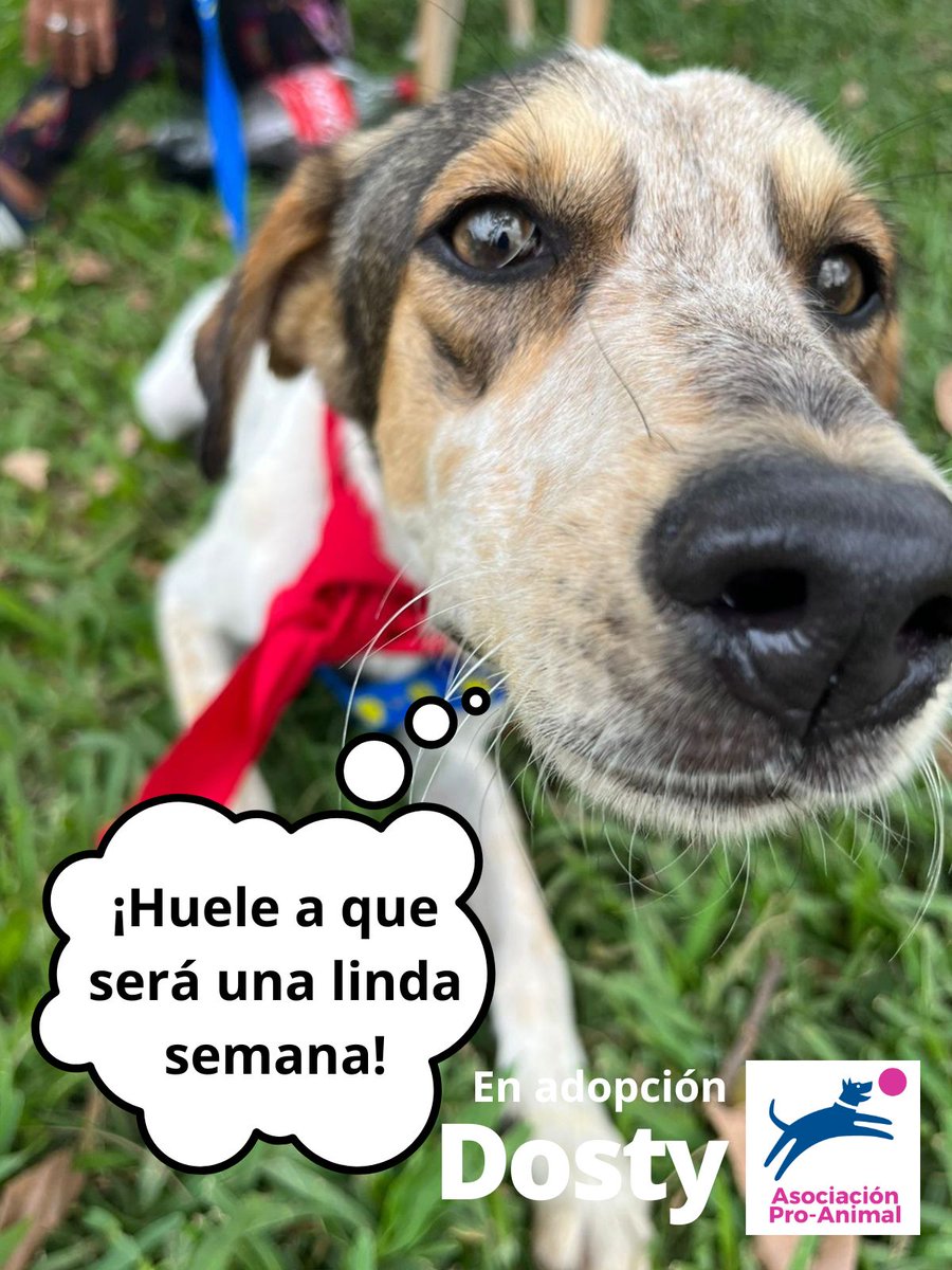 Proanimal_gt's tweet photo. #SoyProAnimalGt

Dosty huele a que será una linda semana para todos.

📷 Dosty
#EnAdopcion 
#Juvenil 18 meses

Para adoptar a Dosty envía un mensaje en privado o escribe al correo proanimalgt@gmail.com

#YoAdoptoEnProAnimalGt 
#AdoptaNoComñres 

#Suchitepequez
#Guatemala https://t.co/cedn8rkwch