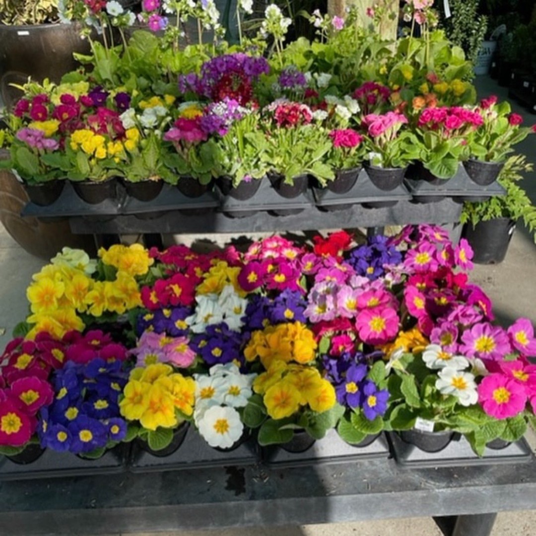 Plant Something Together tweet media