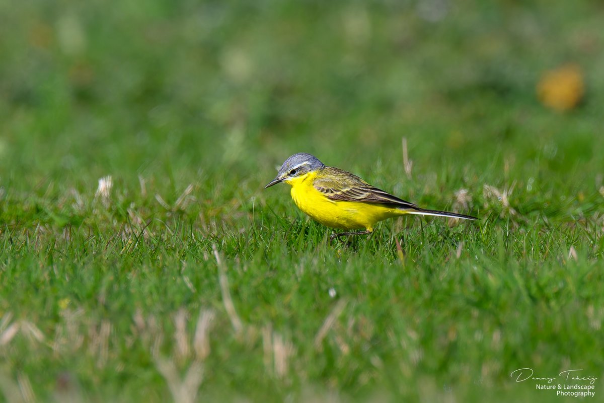 DannyTaheij's tweet photo. Wat is het weer genieten in de lente als de vogels weer hun weg terug hebben gevonden, van hun winterverblijf naar #debanken..
@NPHollandsduin
@Bezoek_westland
@ZHLandschap
@DZK_Westland
#dezeekust #westland #duinbehoud #nikonnl #iamnikonnl #westland #natuur https://t.co/1us78TPgcL