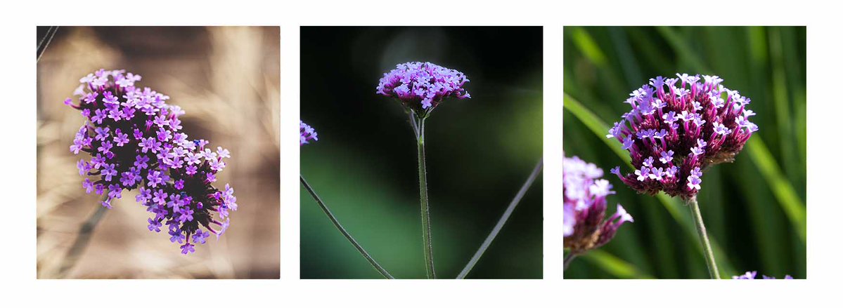 fiole_uk's tweet photo. Verbena, sometimes called 'Vervain' or 'Verveine', are stunning flowering plants that appear in over 150 species and, when used in perfume, have a very distinct scent.

https://t.co/FV6gE2Vyvl https://t.co/eJkUYgMGxi