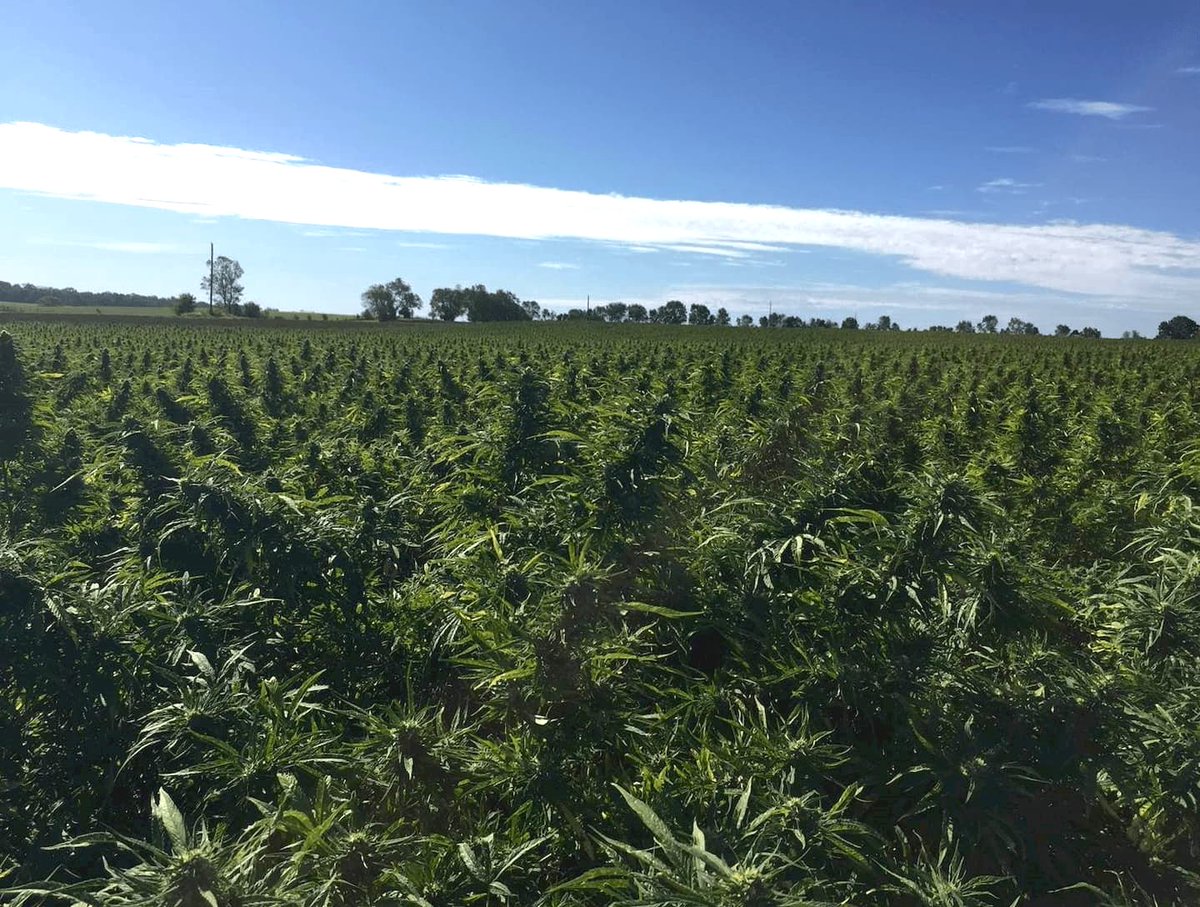 FarmersGov's tweet photo. This project, led by PlantSwitch, Inc, will incentivize underserved producers to adopt #climatesmart practices, including the cultivation of hemp as a cover crop. The project also plans to evaluate industrial hemp bioplastics. https://t.co/fNjsPGjMVU https://t.co/1qrXpVXfrb