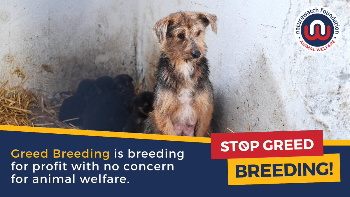 Naturewatch_org's tweet photo. 1/2: #GreedBreeding is breeding pets for profit without regard for #AnimalWelfare.
We’re determined to stop Greed Breeding in the UK, but we can only do it with YOUR help. ⬇️ https://t.co/Qf7FKJrhQ0
