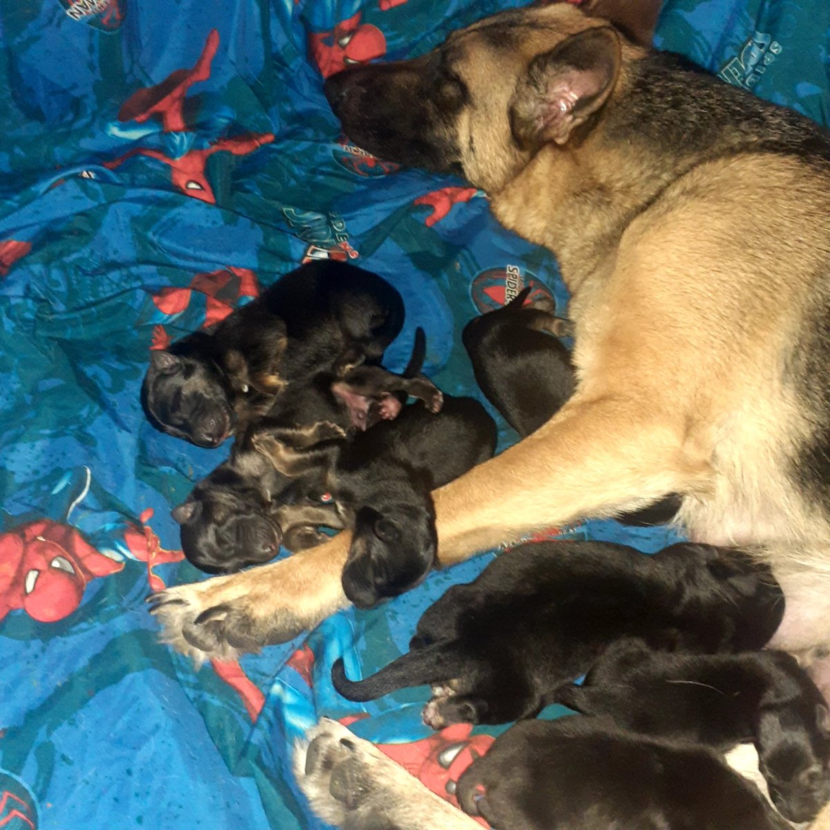 Dai4u13's tweet photo. My homies dog Violet gave birth 😍🥰so now there's German shepherd puppies on deck!🐶 so freaking cute #Litters Everywhere lol #DmForInfo #InlandEmpire https://t.co/NZJYiqYVhY