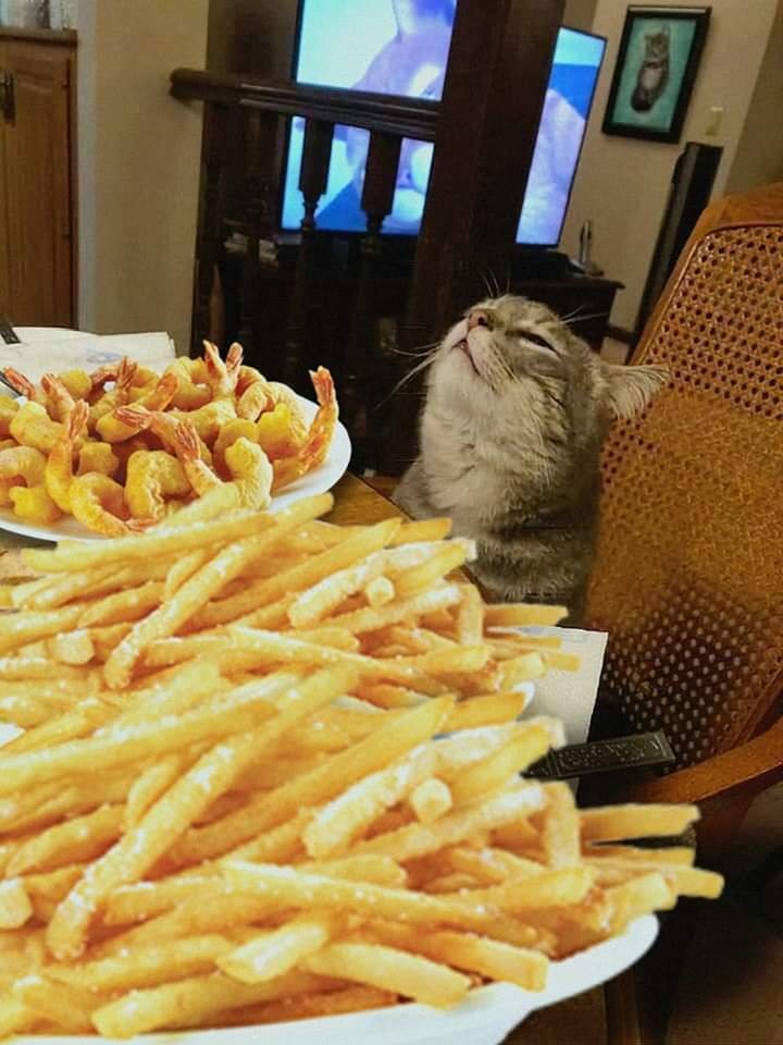 GorditoGatito2's tweet photo. https://t.co/rnWwy1ZSxd