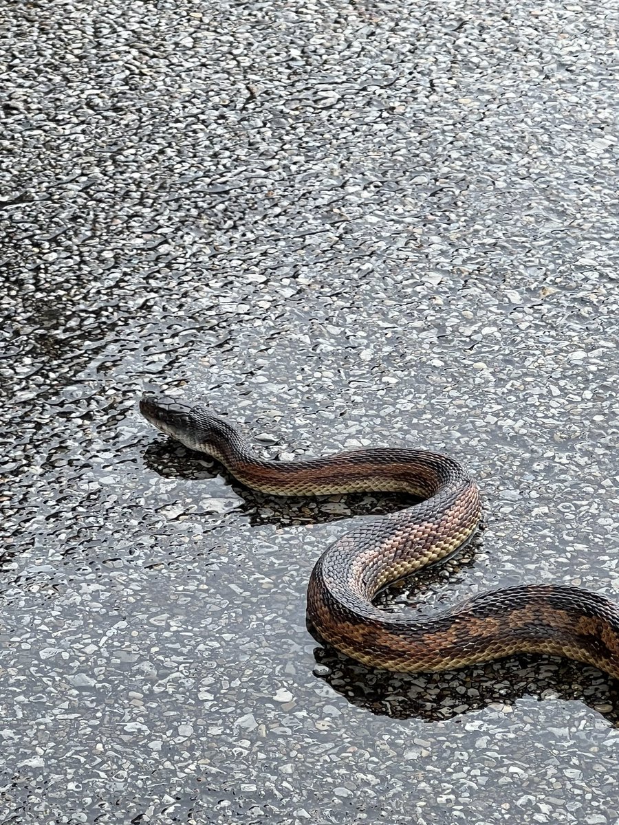 Yesterday I flew from Texas to Illinois, 4 hours at 17,500. Outside temp at that altitude was -8.  Landed, taxied in, and when i stopped this boy dropped out of my wheel well.  Welcome to Illinois, SATAN.